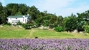 Overlay_Bluebird-Hill-Farm.jpg
